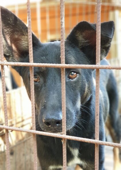 NEWTON - reserviert 4animals vermittelt
