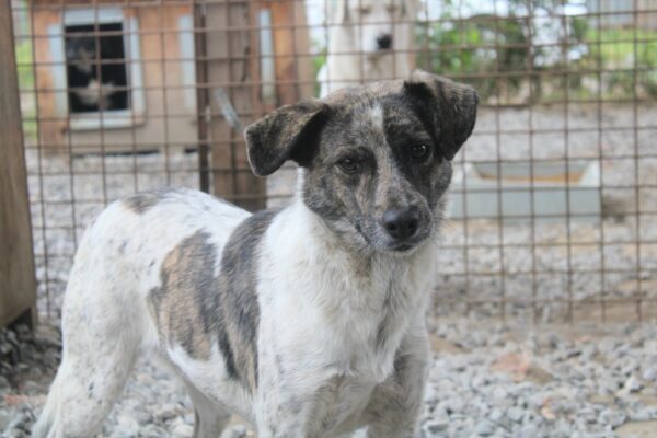 FIDO - seit mindestens 2020 im Shelter - reserviert Tierhilfe Lebenswert DR - vermittelt – Bild 11