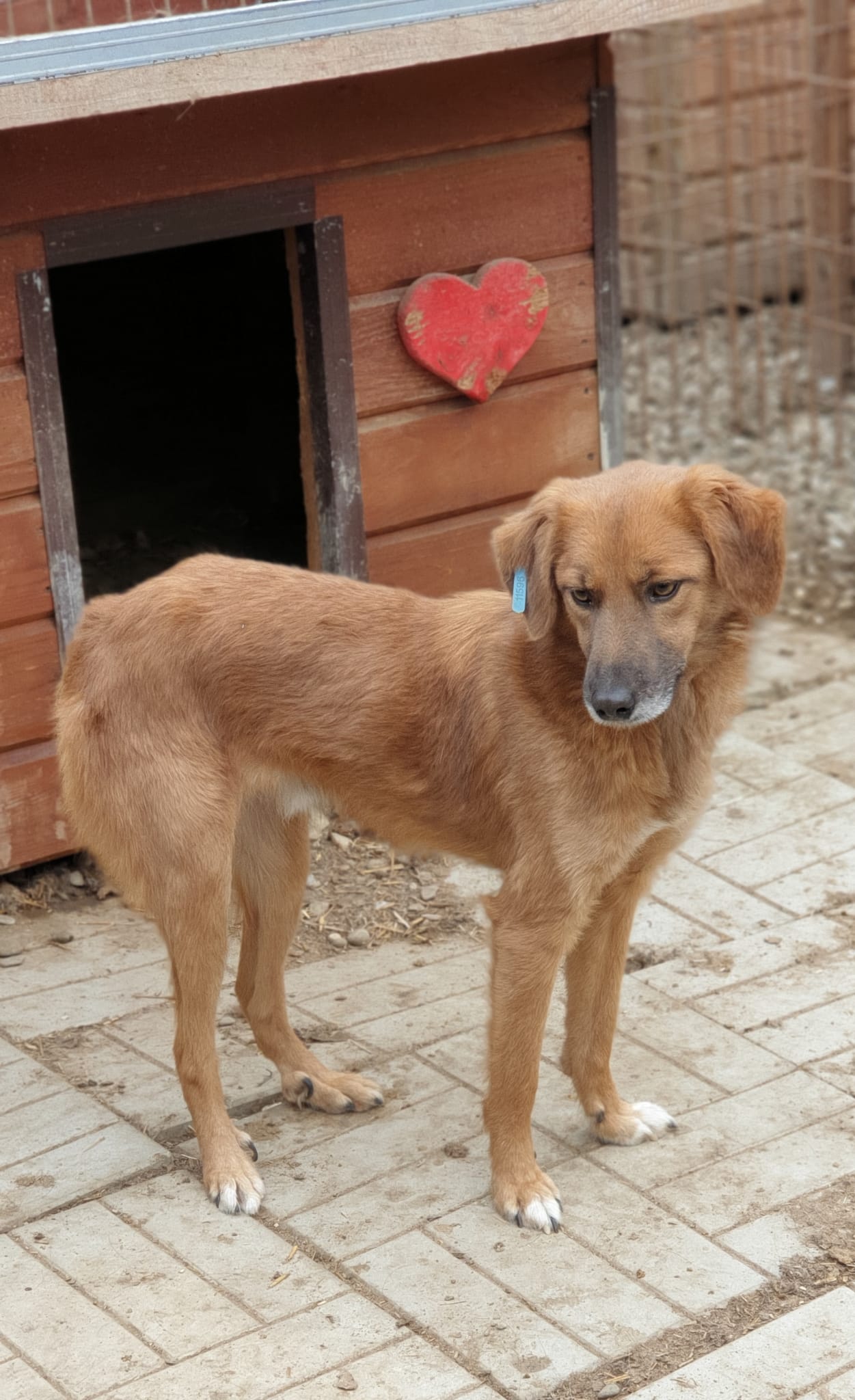 JERRY - seit 2019 im Shelter - ausgereist zum TH Filderstadt – Bild 6