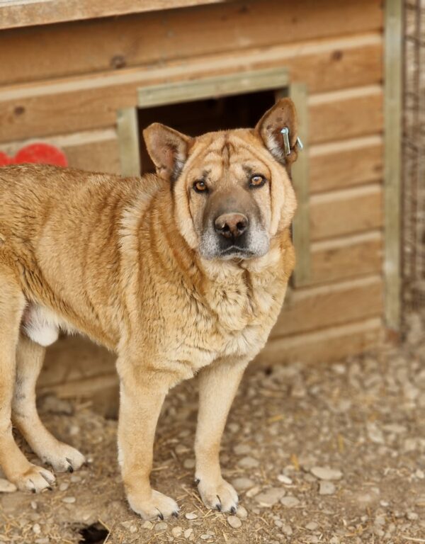 DANDY - RBB 04/24 – Bild 7
