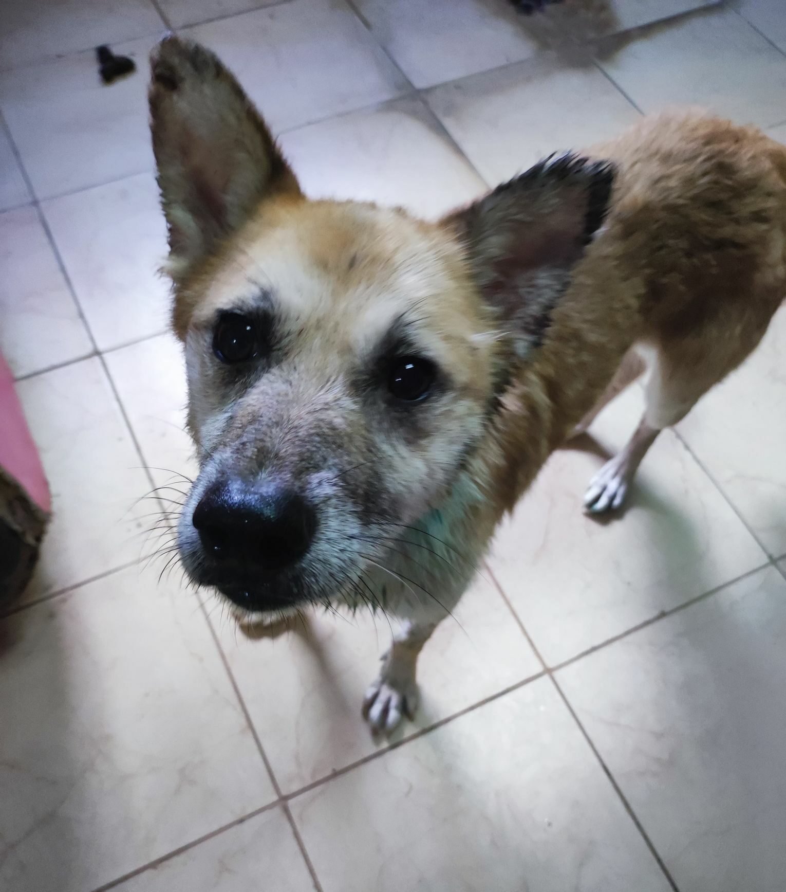 SHORTY - auf Pflegestelle in PLZ 4 *vermittelt*