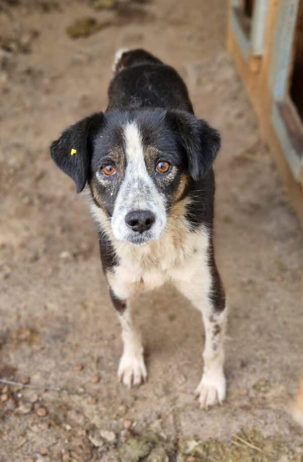 IMKE - reserviert Betty - vermittelt – Bild 2