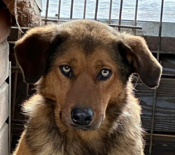 MEILO (♂) - seit 2019 im Shelter – Bild 3