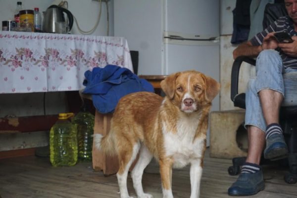 LYDI (♀) - seit mindestens 2019 im Shelter – Bild 10