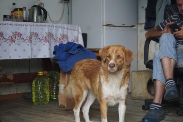 LYDI (♀) - seit mindestens 2019 im Shelter – Bild 11