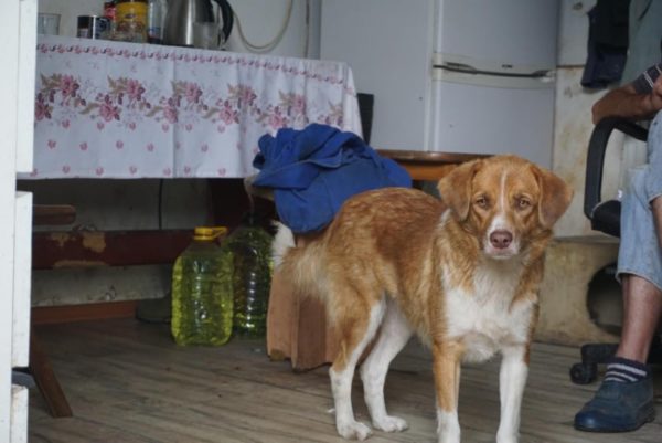 LYDI (♀) - seit mindestens 2019 im Shelter – Bild 12