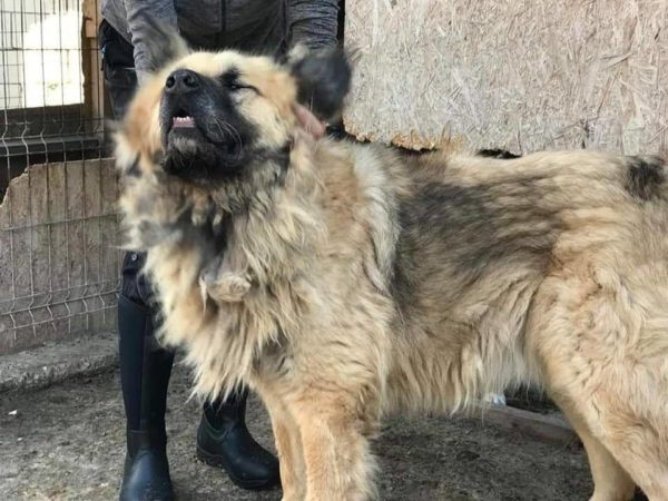 TELDOR - reserviert Hilfe für Herdenschutzhunde - vermittelt – Bild 2