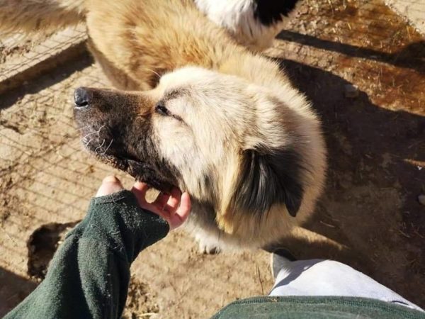 TELDOR - reserviert Hilfe für Herdenschutzhunde - vermittelt – Bild 3
