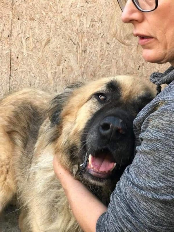 TELDOR - reserviert Hilfe für Herdenschutzhunde - vermittelt