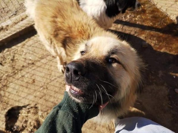TELDOR - reserviert Hilfe für Herdenschutzhunde - vermittelt – Bild 5