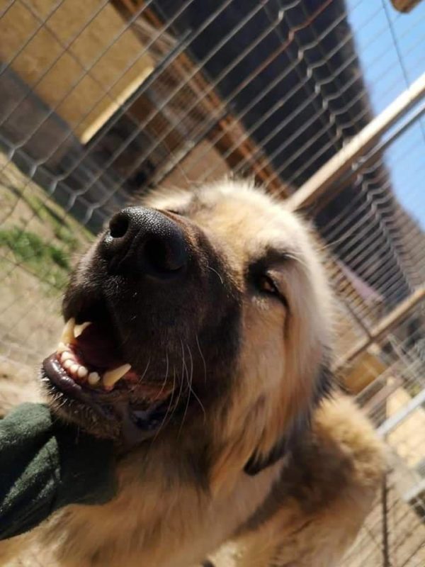 TELDOR - reserviert Hilfe für Herdenschutzhunde - vermittelt – Bild 7
