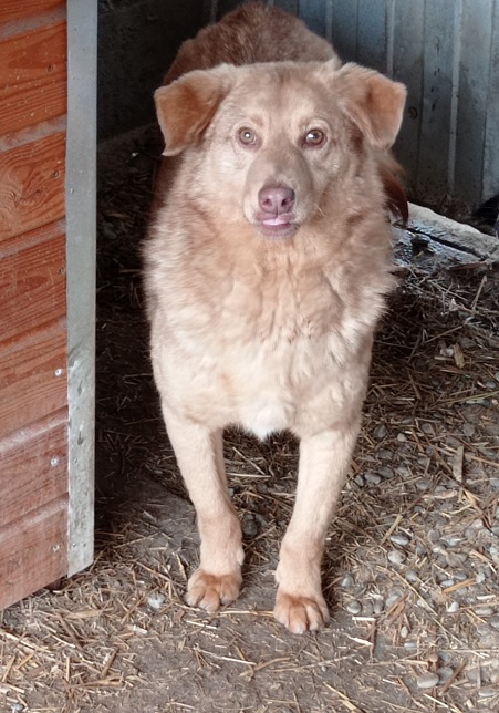 COPPER (♂) - RBB 04/25 – Bild 7