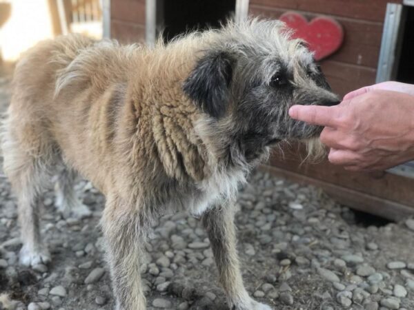 DUKE - reserviert für Tierhilfe Lebenswert - vermittelt – Bild 2