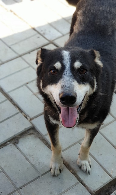 MILOW - vermisst 11/2021 – Bild 2