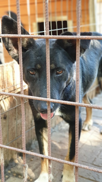 NEWTON - reserviert 4animals vermittelt – Bild 2