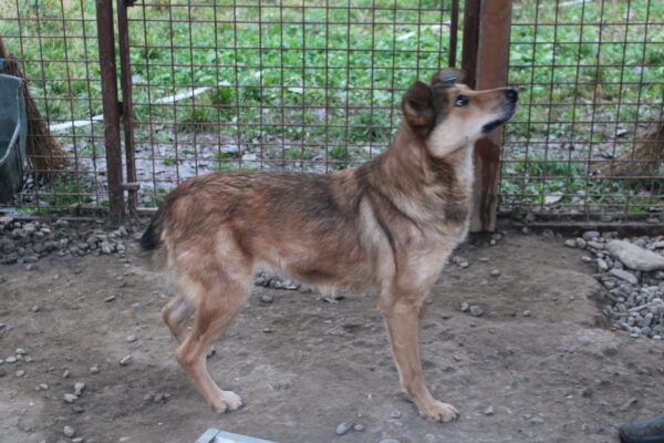 ROMI - reserviert Tierhilfe Lebenswert DR (15.09.) - vermittelt – Bild 4