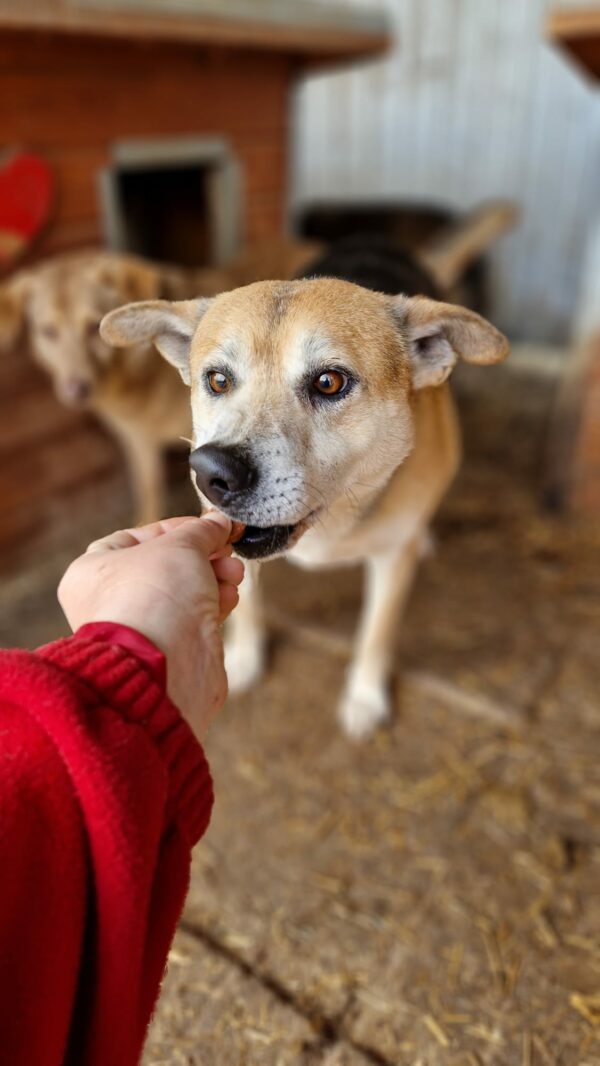 KAJAL (BUCK) - lebte seit 2016 im Shelter - auf PDR PS im PLZ Bezirk 96 - vermittelt – Bild 9