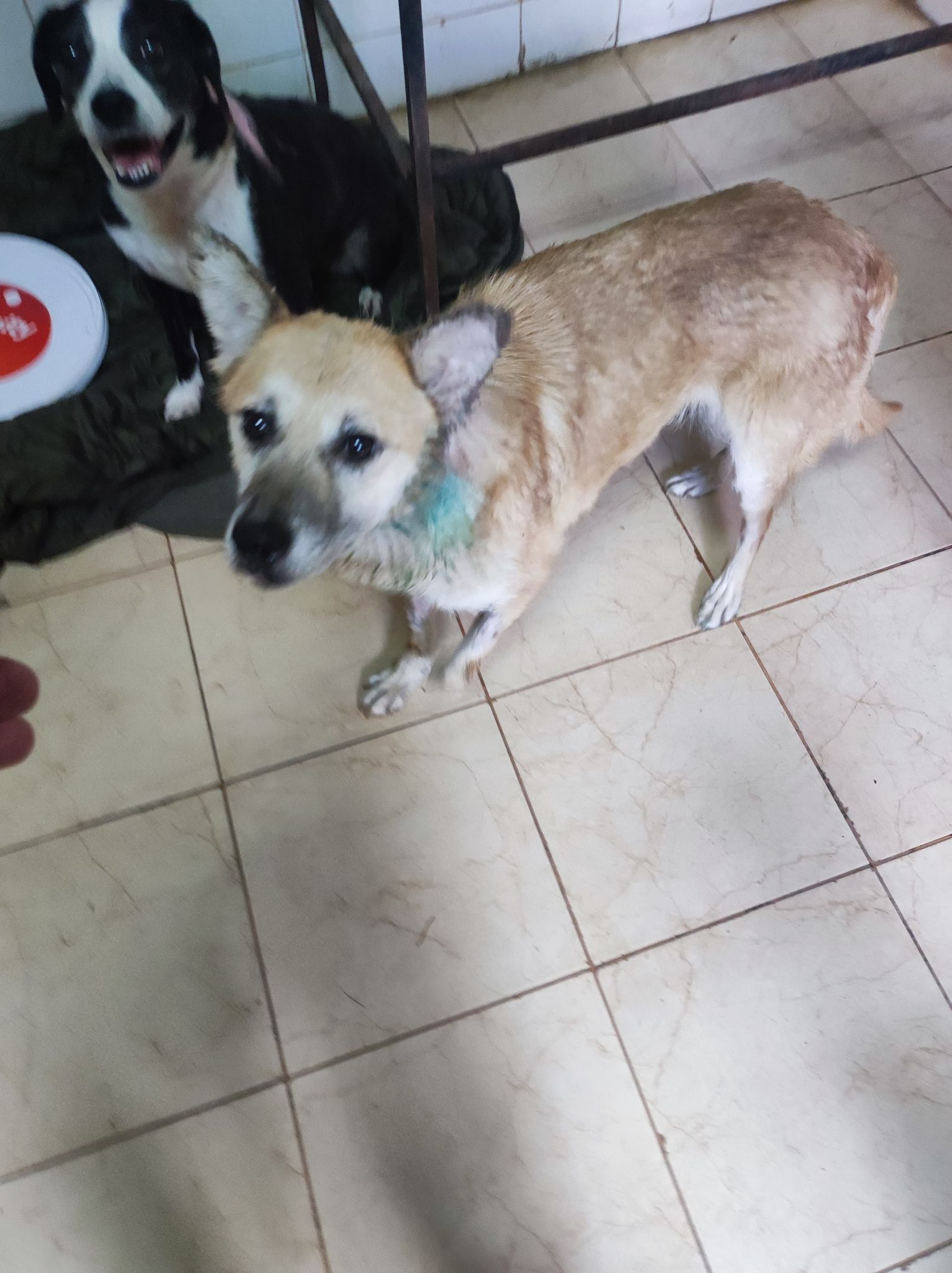 SHORTY - auf Pflegestelle in PLZ 4 *vermittelt* – Bild 3