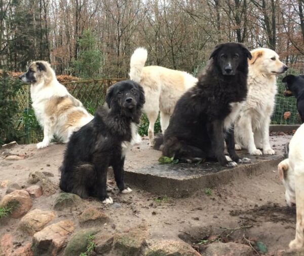 YASKA - Gnadenplatzhund seit dem 31.03.2017 – Bild 2