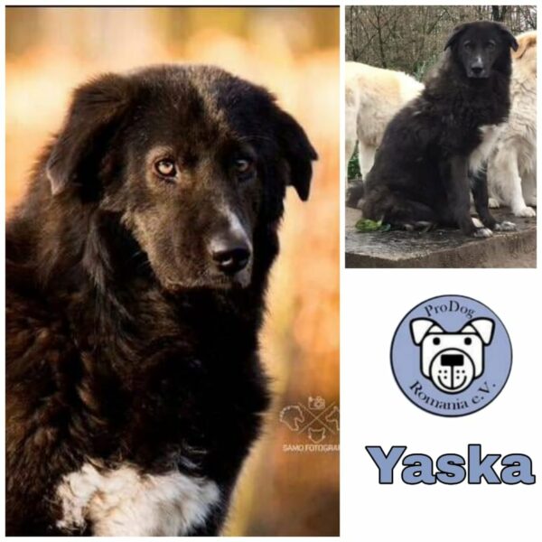 YASKA - Gnadenplatzhund seit dem 31.03.2017