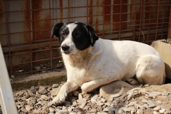 HALIMA - reserviert Tierhilfe Lebenswert DR - vermittelt – Bild 3