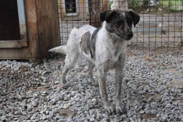 FIDO - seit mindestens 2020 im Shelter - reserviert Tierhilfe Lebenswert DR - vermittelt – Bild 12