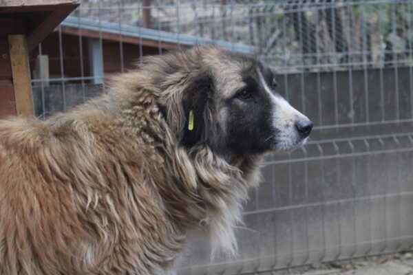 ELAA (♀) - vermisst 11/24 – Bild 4