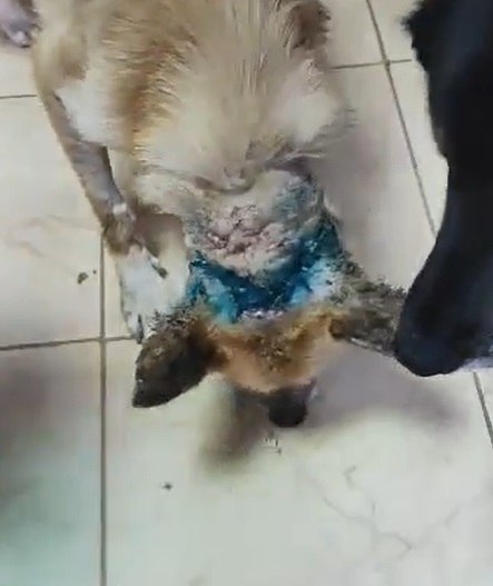 SHORTY - auf Pflegestelle in PLZ 4 *vermittelt* – Bild 4