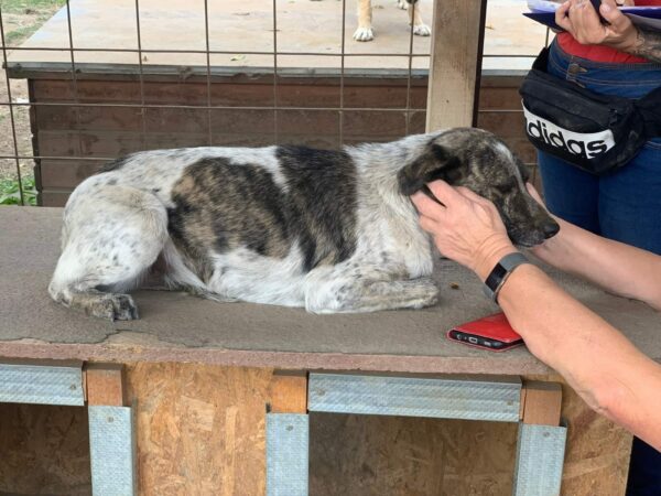 FIDO - seit mindestens 2020 im Shelter - reserviert Tierhilfe Lebenswert DR - vermittelt – Bild 10