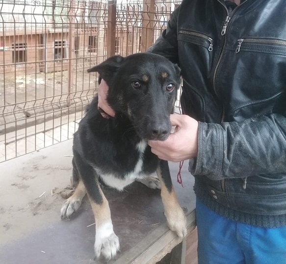 NEWTON - reserviert 4animals vermittelt – Bild 10