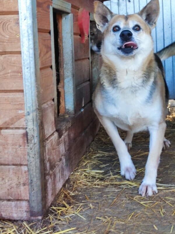 KAJAL (BUCK) - lebte seit 2016 im Shelter - auf PDR PS im PLZ Bezirk 96 - vermittelt – Bild 23