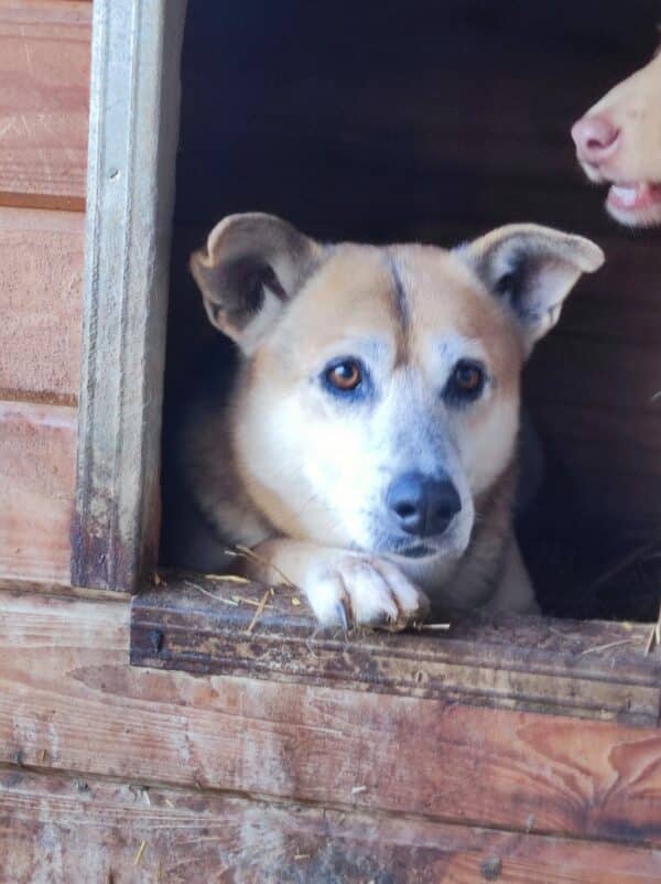 KAJAL (BUCK) - lebte seit 2016 im Shelter - auf PDR PS im PLZ Bezirk 96 - vermittelt – Bild 22