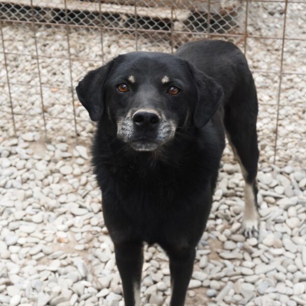 THEODOR (♂) - seit mindestens 2016 im Shelter - reserviert Tierhilfe Lebenswert DR 09.01.25 – Bild 4