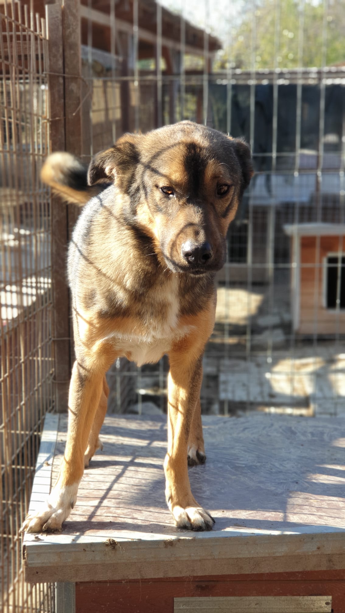 LAZAR (♂) - im Shelter seelischer Notfall - jetzt auf PDR PS im PLZ Bezirk 99 - vermittelt – Bild 20