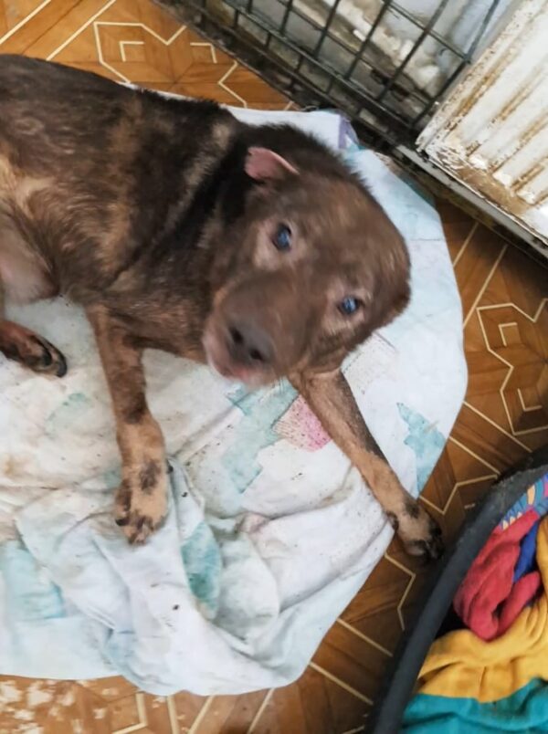 GUINESS - Handicap an Vorderlauf, Hautprobleme! - reserviert Tierhilfe Lebenswert DR (14.04.) - vermittelt – Bild 2