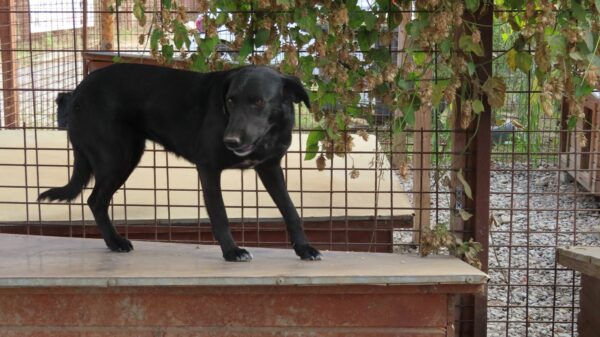 RINEA (♀) – Bild 6