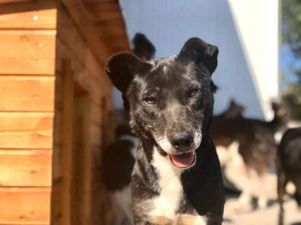 VERONICA (♀) - seit mindestens 2019 im Shelter - keine Vermittlung – Bild 9