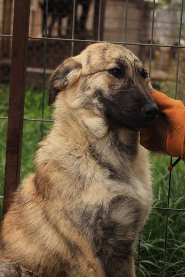 MARTHA - reserviert Hilfe für Herdenschutzhunde - vermittelt – Bild 3