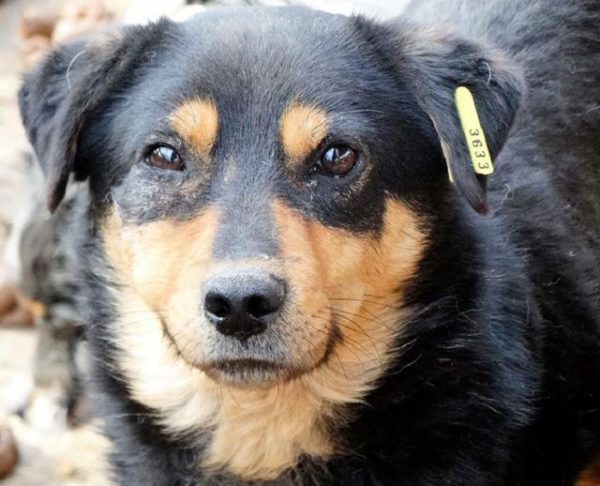 BAILEY (♂) - seit 2019 im Shelter – Bild 5