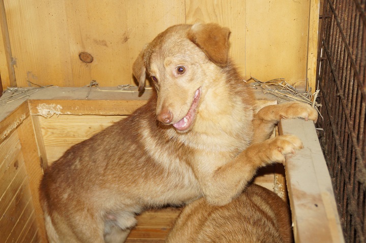 COPPER (♂) - RBB 04/25 – Bild 11