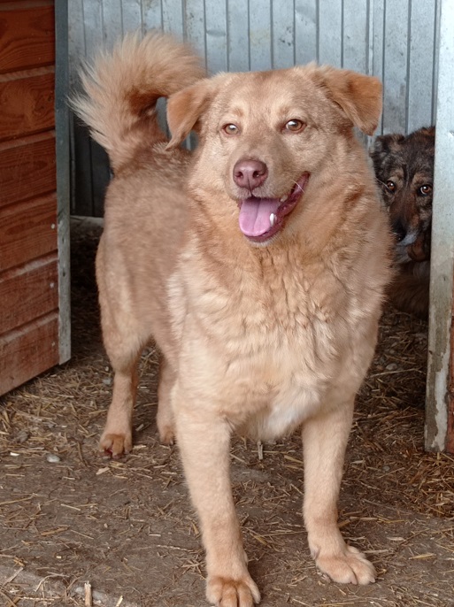 COPPER (♂) - RBB 04/25 – Bild 13