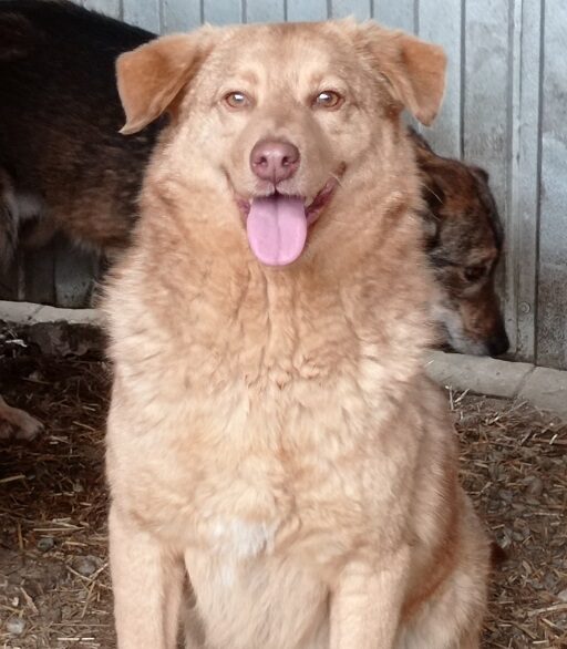COPPER (♂) - RBB 04/25 – Bild 6
