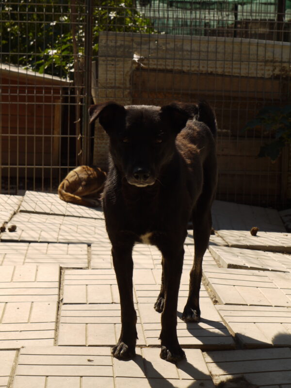 CORVIN (♂) - vermisst 11/24 – Bild 5