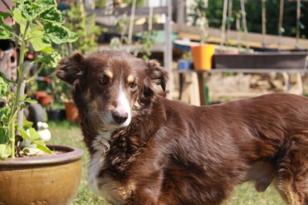 CHOCO - Gnadenplatzhund seit dem 28.04.2018 - RBB 06/2025 – Bild 7