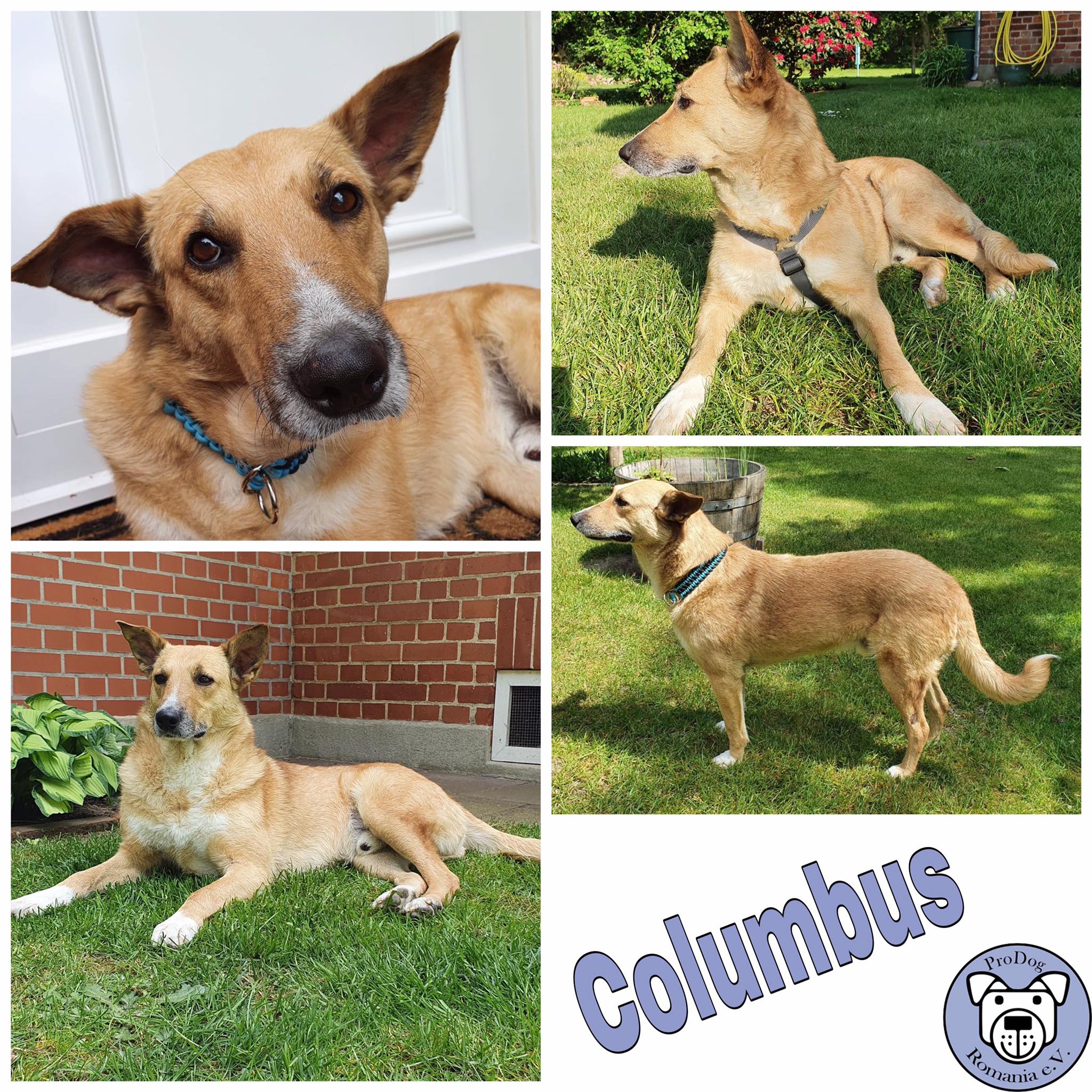 Columbus in 29690 Buchholz (Aller)
