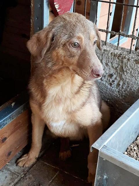 COPPER (♂) - RBB 04/25 – Bild 10