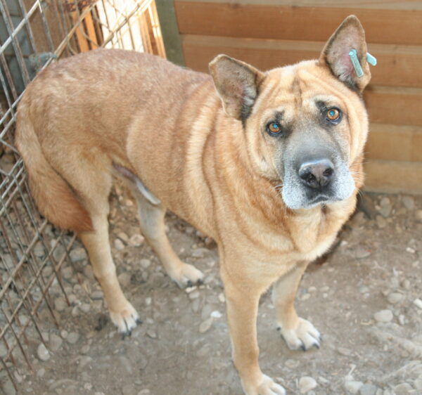 DANDY - RBB 04/24 – Bild 2