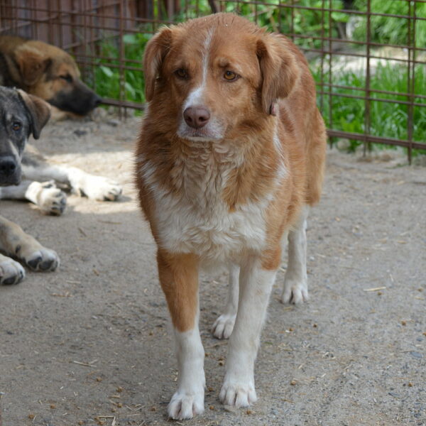 LYDI (♀) - seit mindestens 2019 im Shelter – Bild 4