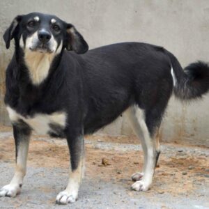 KATTY - reserviert Anna (TR/HU) 13.03 - vermittelt
