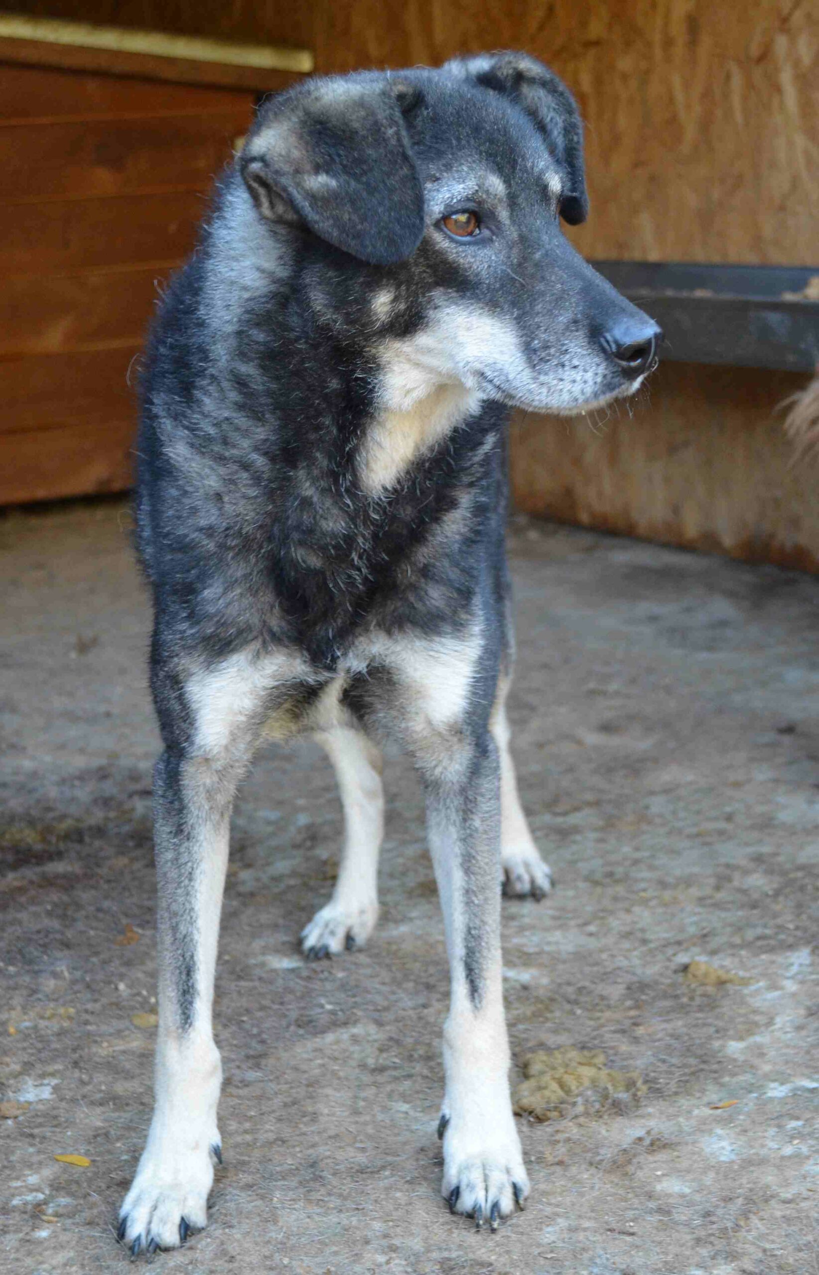 ZORRO - vermittelt Manuela – Bild 3